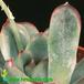 Echeveria secunda leaf 1322