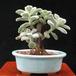 Echeveria setosa 1