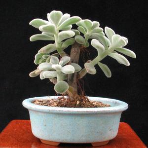 Echeveria setosa