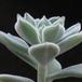 Echeveria sp.