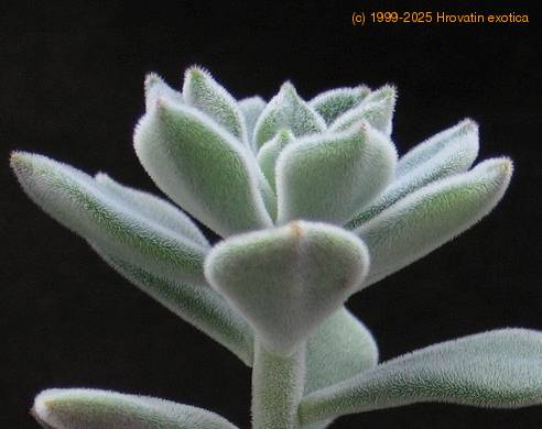 Echeveria sp.