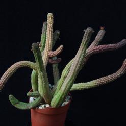 Echidnopsis cereiformis