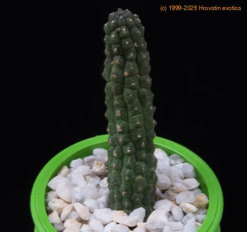 Echidnopsis cereiformis MOP