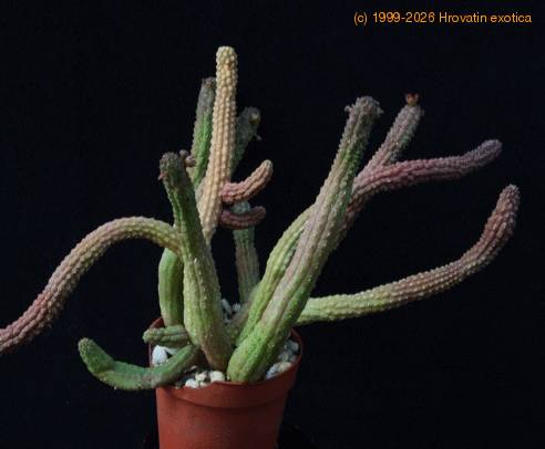 Echidnopsis cereiformis SIb