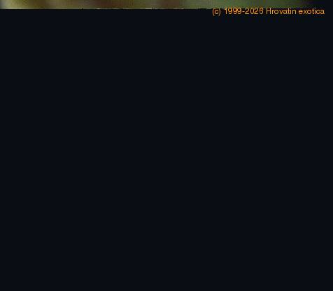 Echidnopsis cereiformis SIf