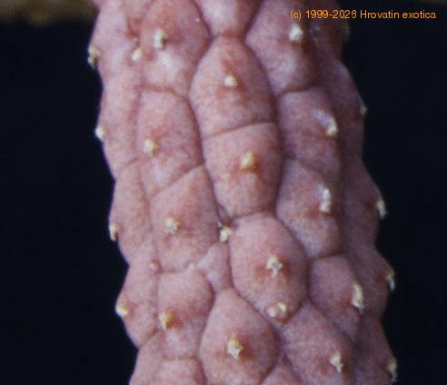 Echidnopsis cereiformis SIl