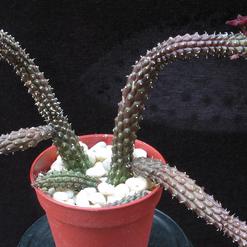 Echidnopsis repens