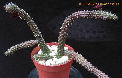Echidnopsis repens