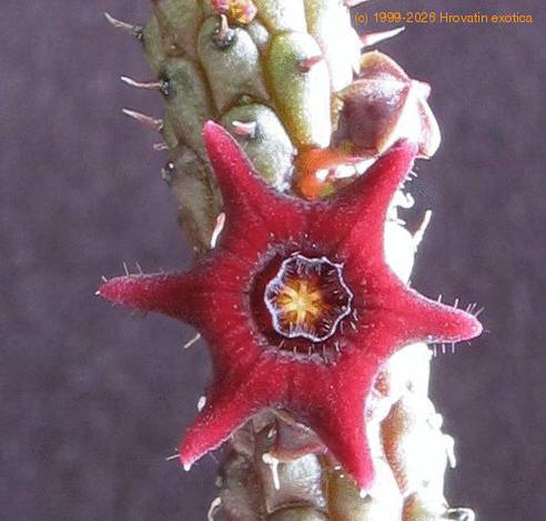 Echidnopsis repens flower1