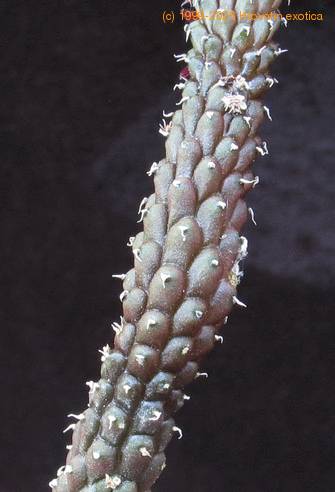 Echidnopsis repens leaf