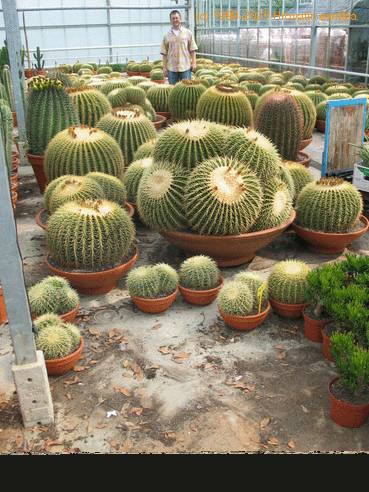 Echinocactus grusonii