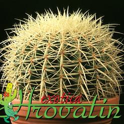 Echinocactus grusonii