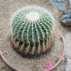 Echinocactus grusonii v. albispinus