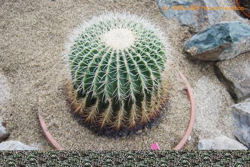 Echinocactus grusonii v albispinus