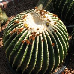 Echinocactus grusonii v. inermis