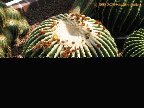 Echinocactus grusonii v. inermis