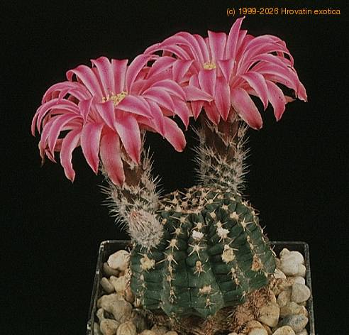 Echinocereus amoenus-681