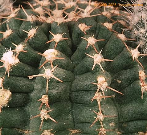 Echinocereus amoenus-683