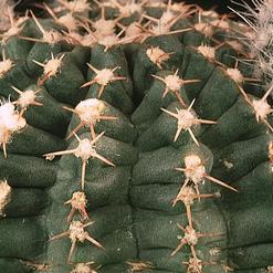 Echinocereus amoenus