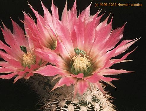 Echinocereus baylei v albispinus-772