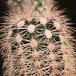 Echinocereus baylei v albispinus-773