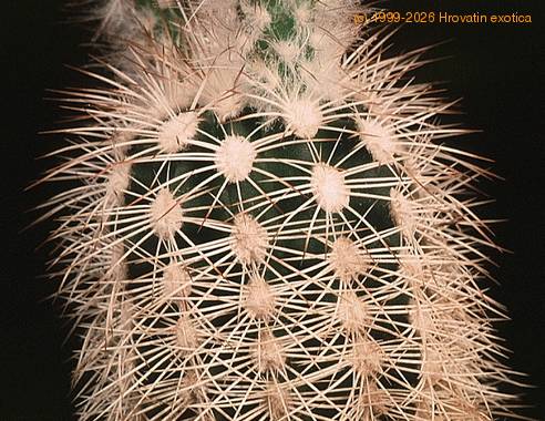 Echinocereus baylei v albispinus-773