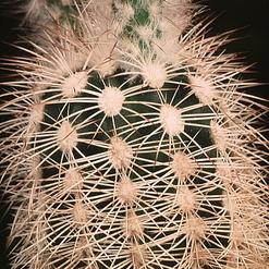 Echinocereus baylei v.albispinus