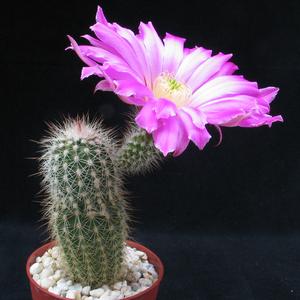 Echinocereus bristolii