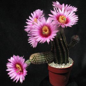 Echinocereus caespitosus