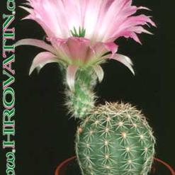 Echinocereus chisoensis