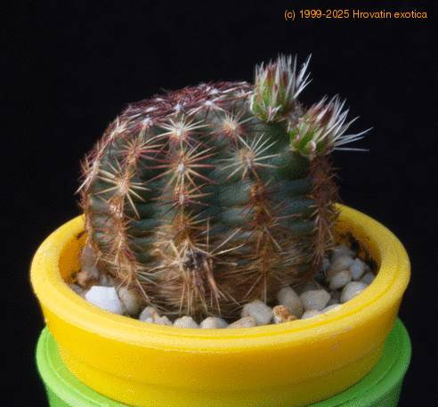 Echinocereus chloranthus MOP
