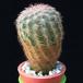 Echinocereus fitchii MOP