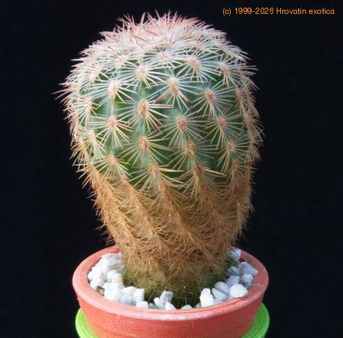 Echinocereus fitchii MOP