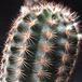Echinocereus fitchii v. albertii 1