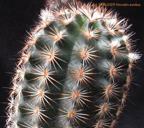 Echinocereus fitchii v. albertii 1