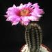 Echinocereus fitchii v. albertii 2