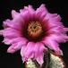 Echinocereus fitchii v. albertii 3