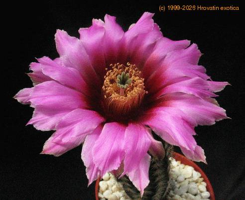 Echinocereus fitchii v. albertii 3