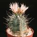 Echinocereus knippelianus-768
