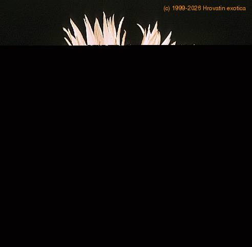 Echinocereus knippelianus-768