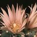 Echinocereus knippelianus-769