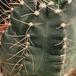 Echinocereus knippelianus-770