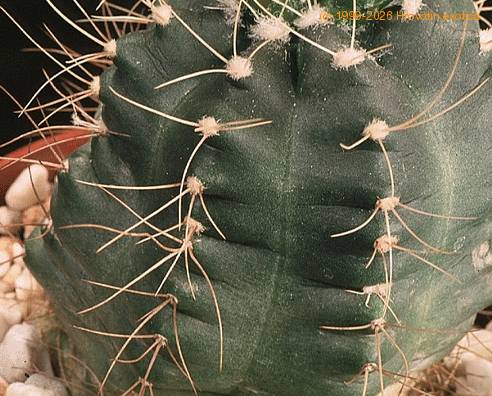 Echinocereus knippelianus-770