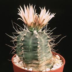 Echinocereus knippelianus