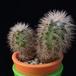 Echinocereus pectinatus mop