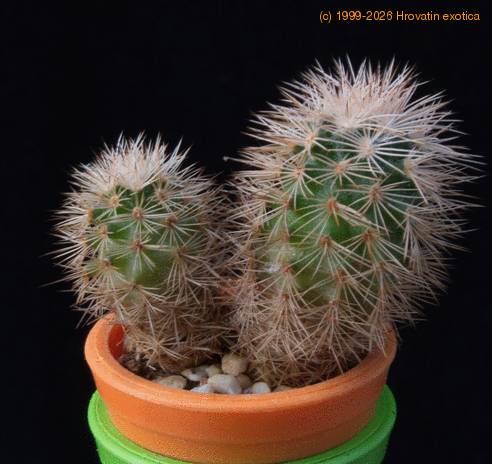 Echinocereus pectinatus mop