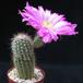 Echinocereus pectinatus v. bristolii 1