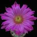 Echinocereus pectinatus v. bristolii 2