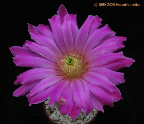 Echinocereus pectinatus v. bristolii 2
