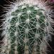 Echinocereus pectinatus v. bristolii 3